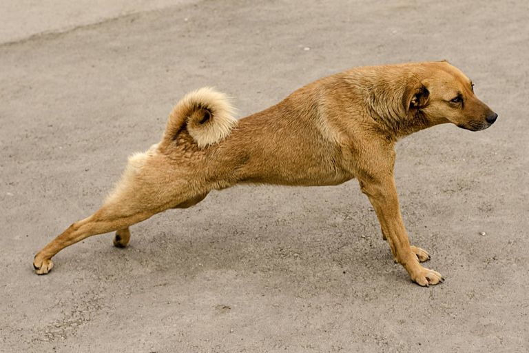 Dog Dragging Back Paw
