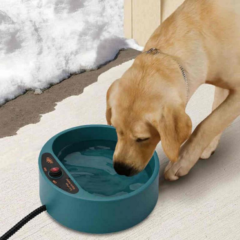 Dog Drinking Water Temperature