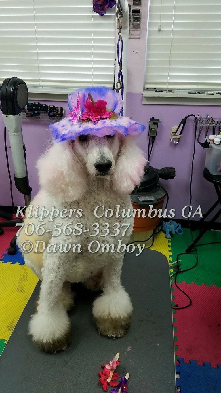 Dog Grooming Columbus Ga