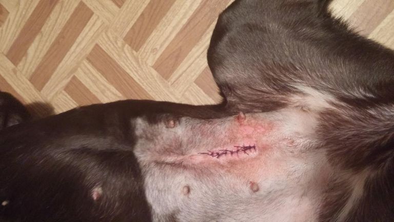 Dog Incision Infection Pictures