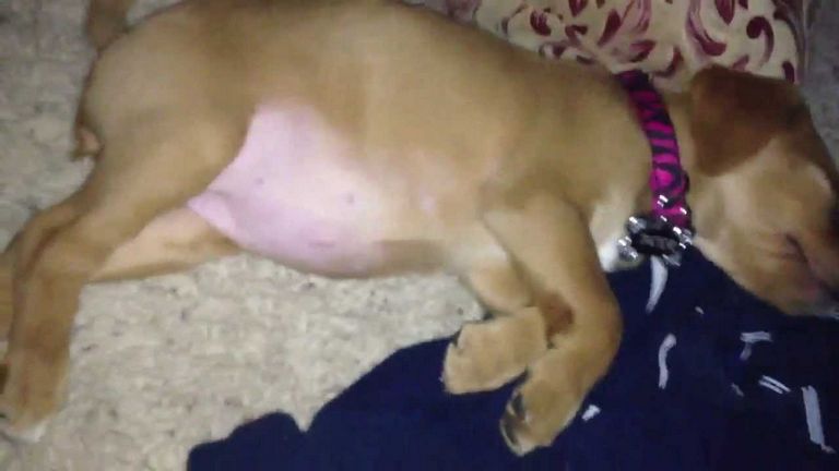 Dog Seizures While Sleeping