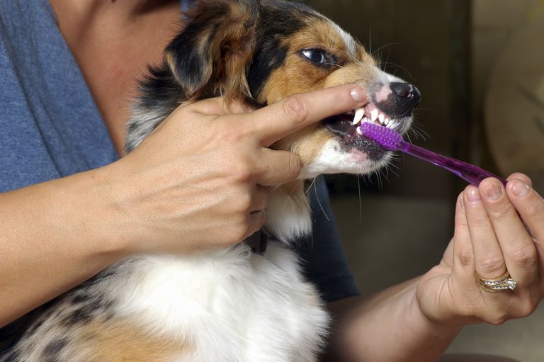 Dog Teeth Cleaning Fresno
