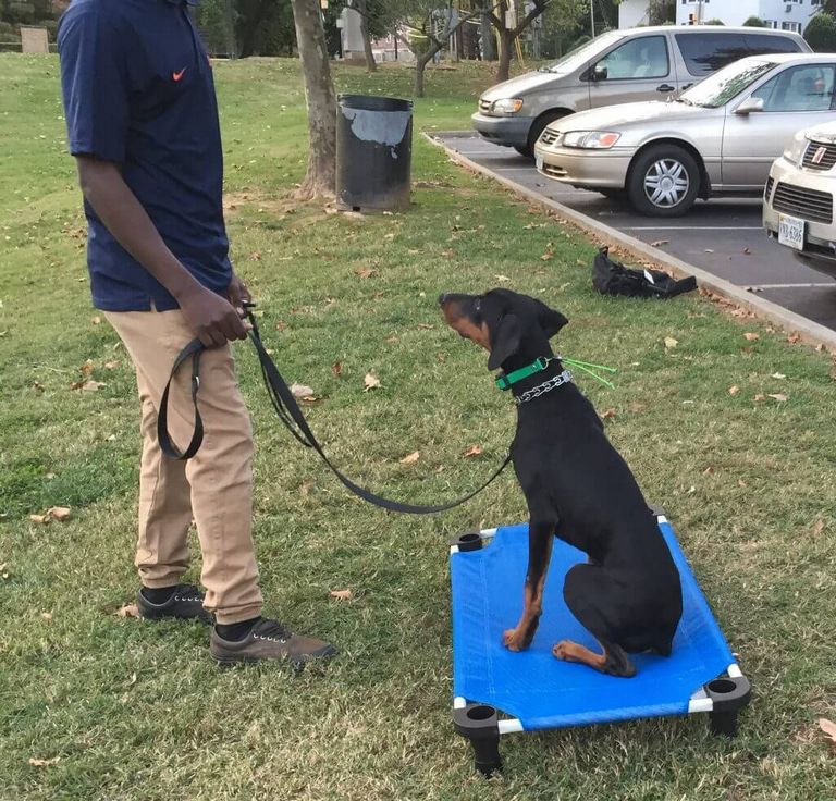 Dog Training Charlottesville
