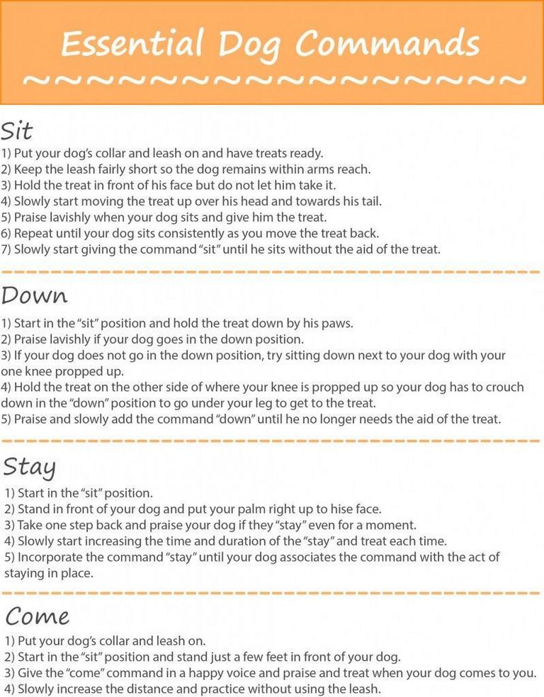 Dog Training Commands List