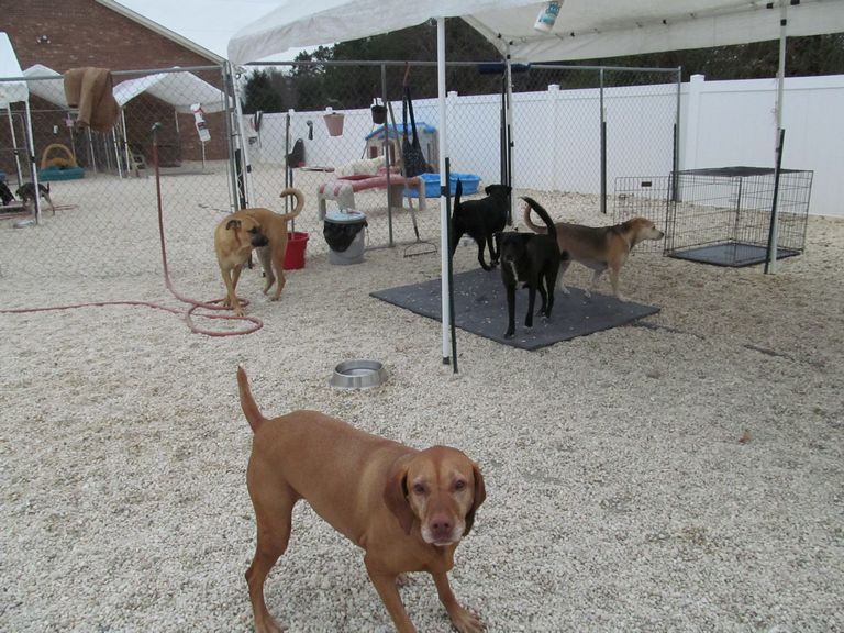 Dog Training Kernersville Nc
