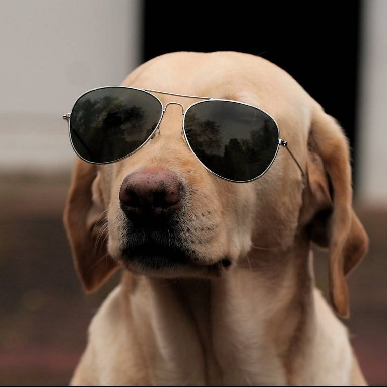 Dog Wearing Sunglasses Quote