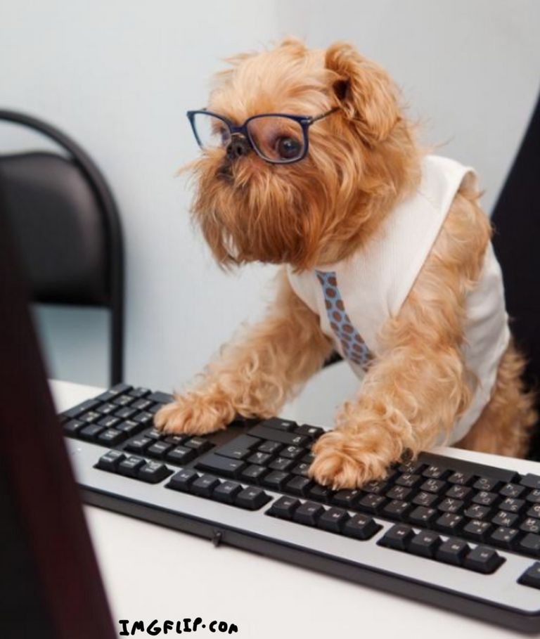 Dog With Glasses On Computer Meme