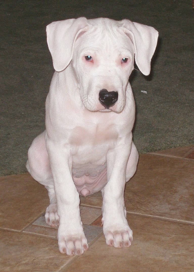 Dogo Argentino Puppies For Sale 2017