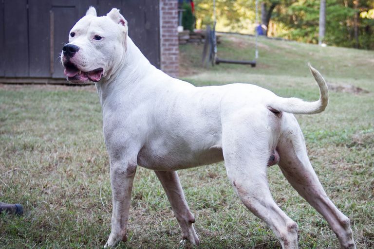 Dogo Argentino Puppies For Sale 2018