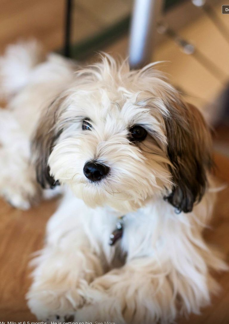 Down South Havanese Reviews | Top Dog Information