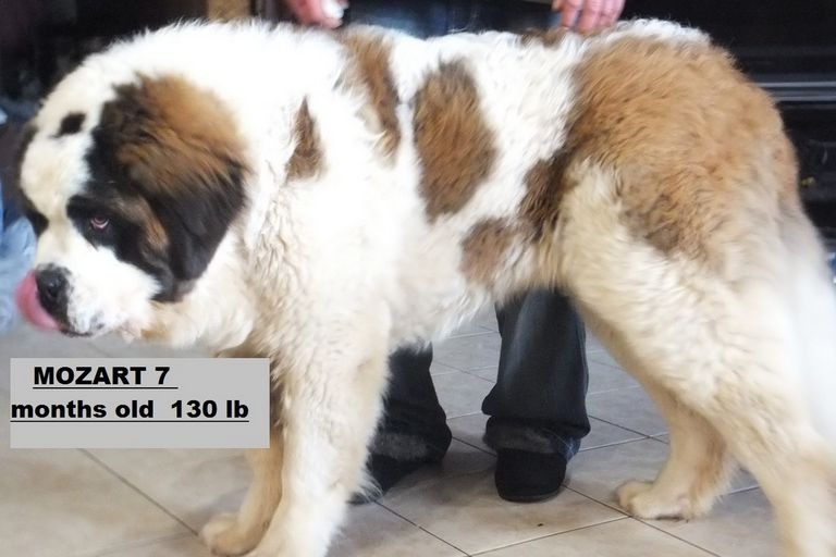 Dry Mouth St Bernard Puppies For Sale In Ohio
