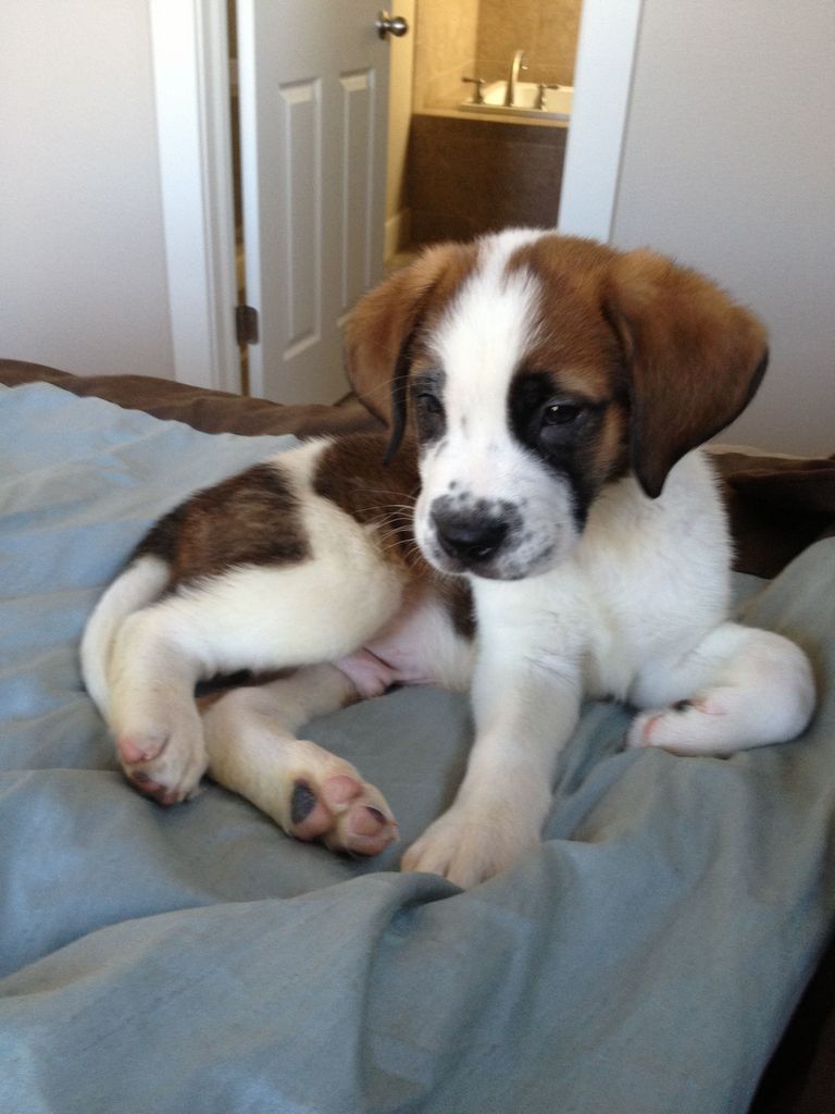 Dry Mouth St Bernard Puppies For Sale