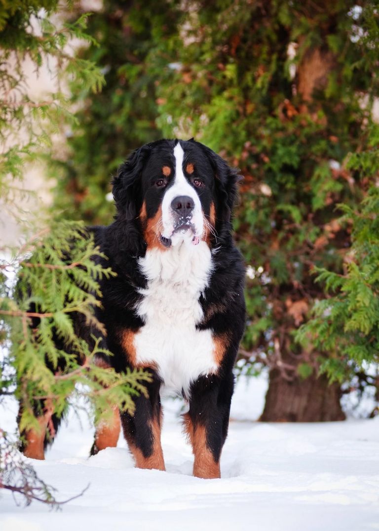 Easy To Train Giant Dog Breeds