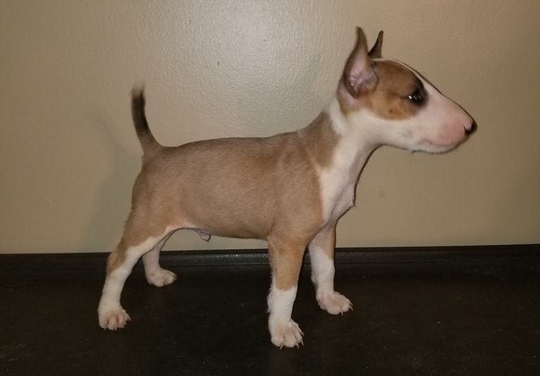 English Bull Terrier Puppies For Sale