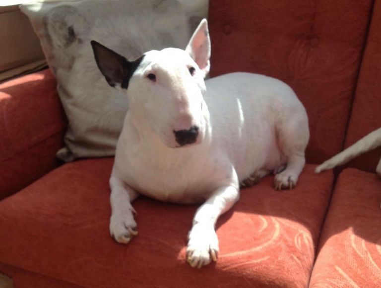 English Bull Terrier Rescue Near Me Top Dog Information