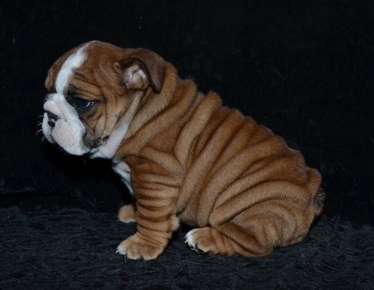 English Bulldog Puppies For Sale Evansville Indiana