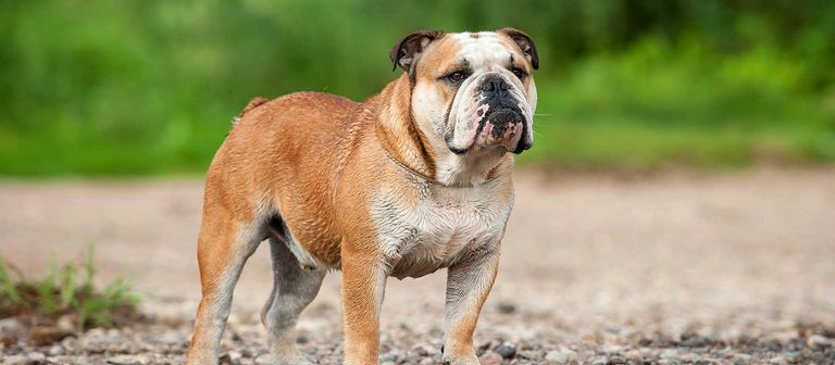 English Bulldog Puppies For Sale Green Bay Wi