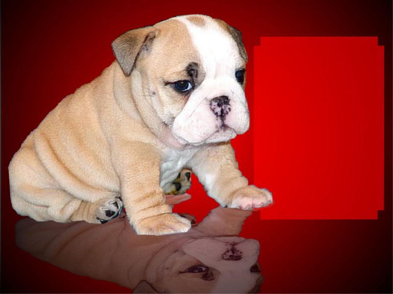 English Bulldog Puppies For Sale In Arkansas