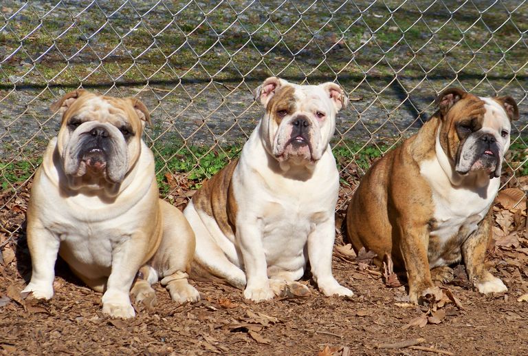English Bulldog Puppies For Sale In Charlotte Nc