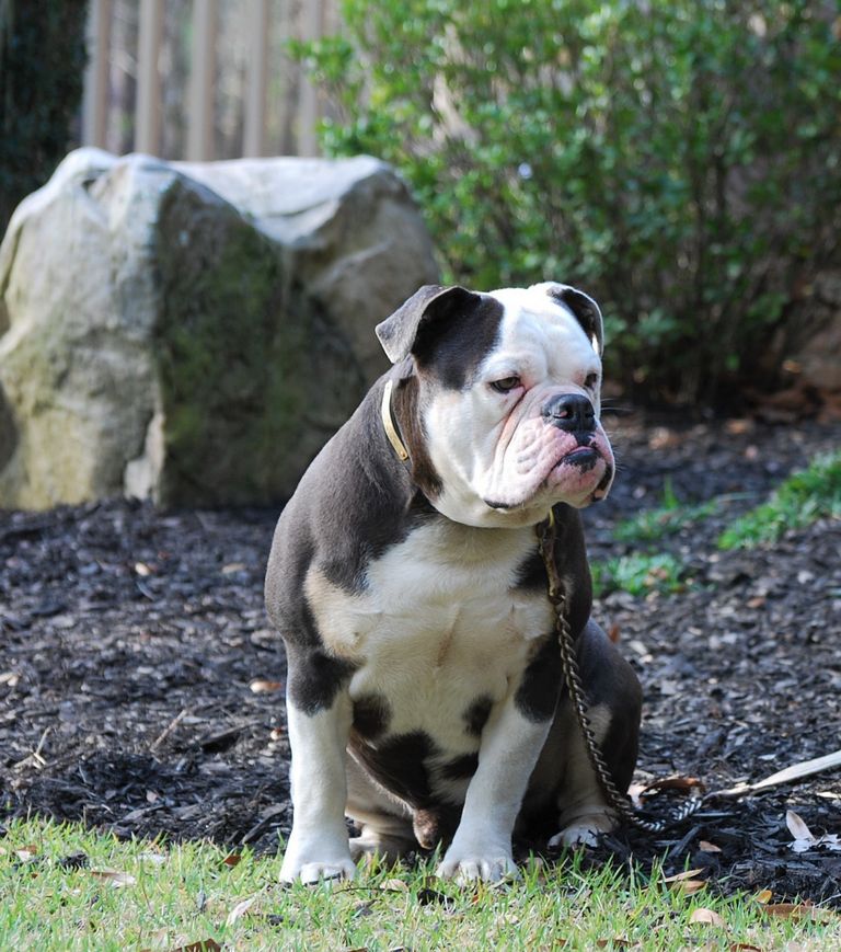 English Bulldog Puppies For Sale In Ct Top Dog Information
