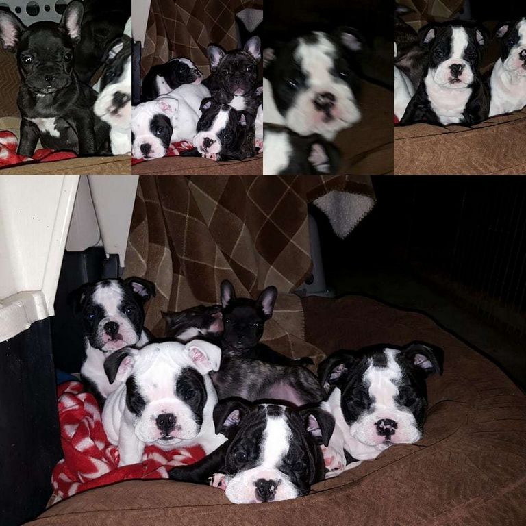English Bulldog Puppies For Sale In Fairfield Ohio
