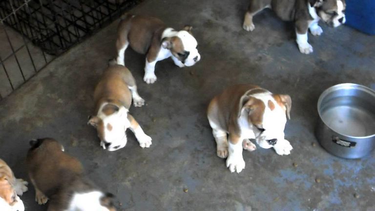 English Bulldog Puppies For Sale In Fresno | Top Dog ...