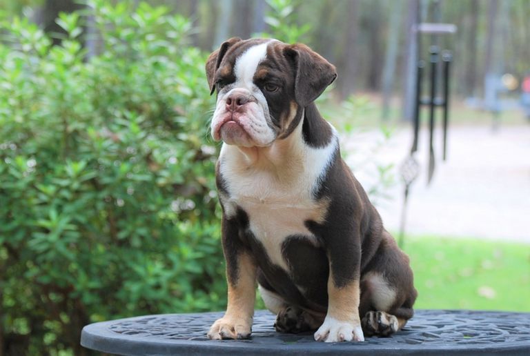 English Bulldog Puppies For Sale In Ga Under $500
