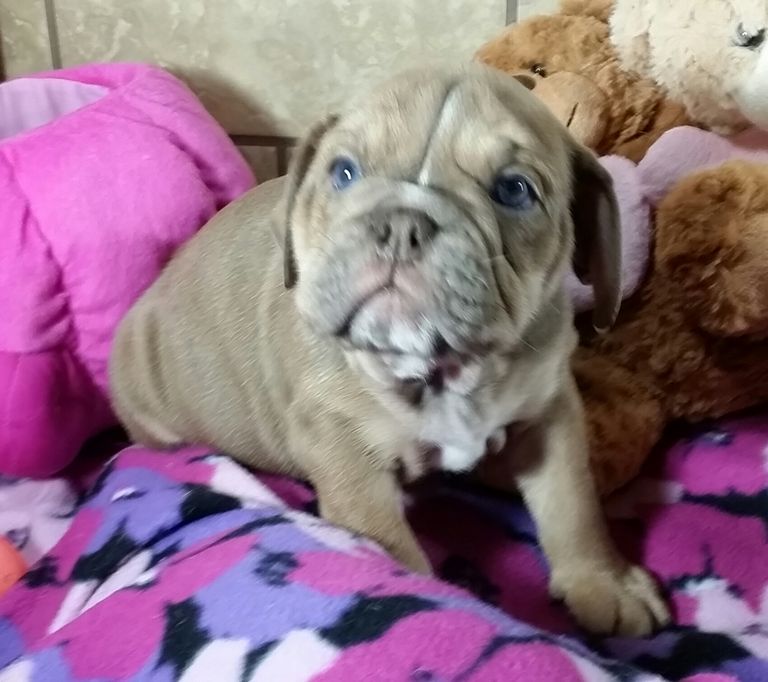 English Bulldog Puppies For Sale In Georgia For Cheap