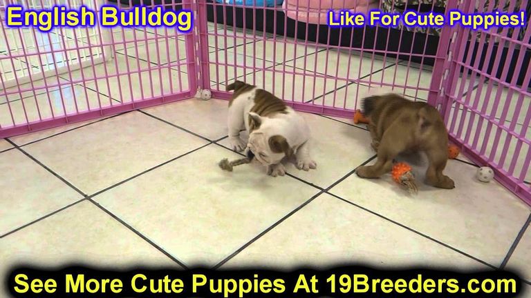 English Bulldog Puppies For Sale In Hastings Nebraska