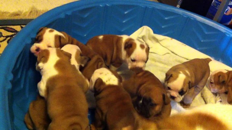 English Bulldog Puppies For Sale In Lexington Ky