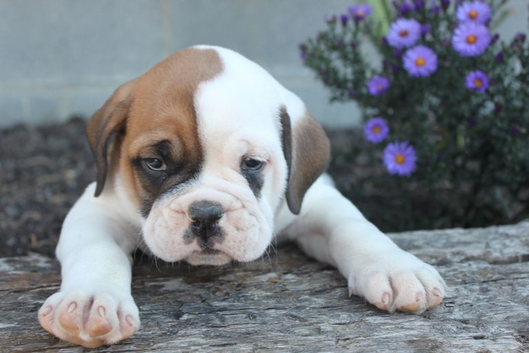 English Bulldog Puppies For Sale In Nj And Pa Top Dog