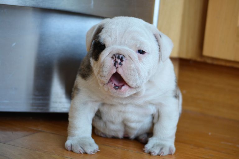 English Bulldog Puppies For Sale In Ny