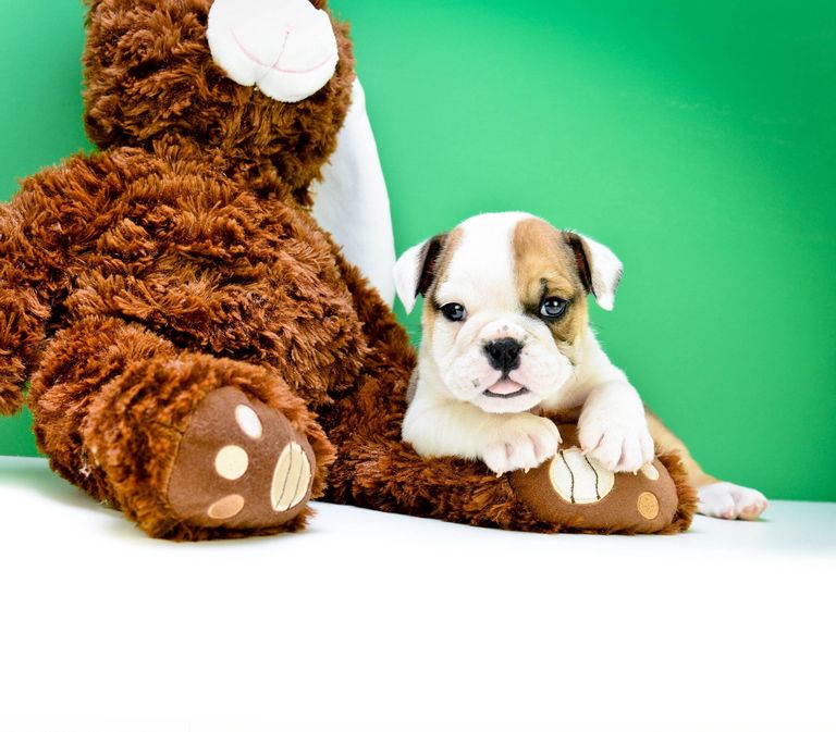 English Bulldog Puppies For Sale In Ohio Under 1000