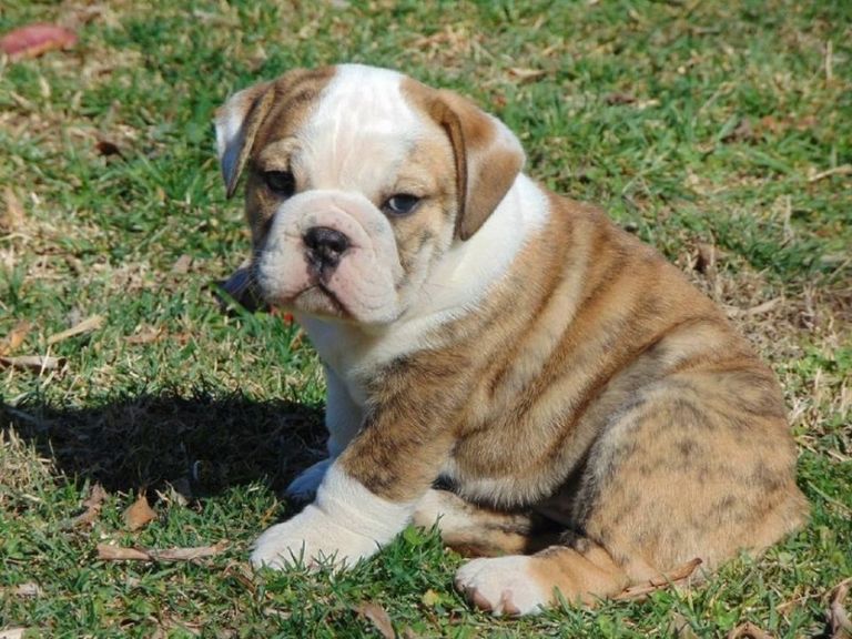 English Bulldog Puppies For Sale In Pell City Alabama