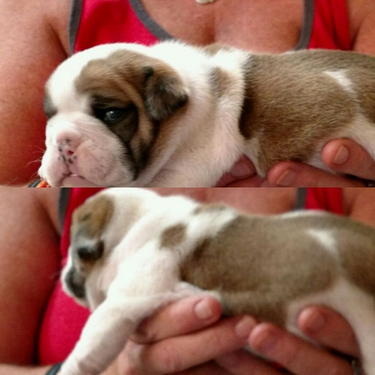 English Bulldog Puppies For Sale In Pikeville Ky