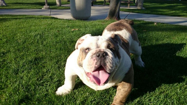 English Bulldog Puppies For Sale In Riverside Ca Top Dog