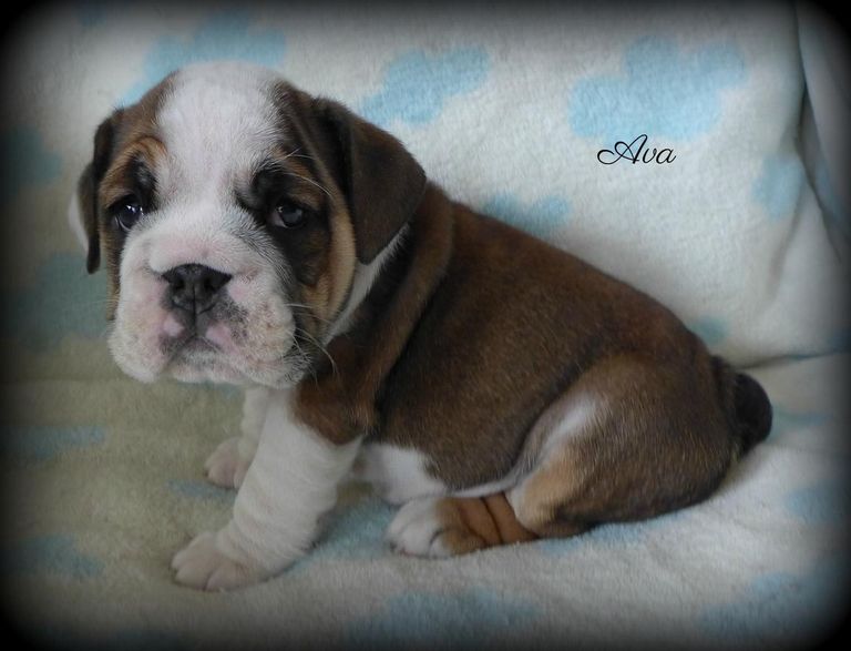English Bulldog Puppies For Sale In Va Under $500