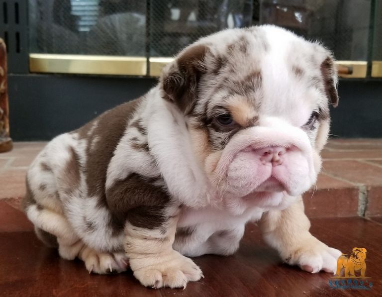 English Bulldog Puppies For Sale Under 1000 Near Me | Top ...