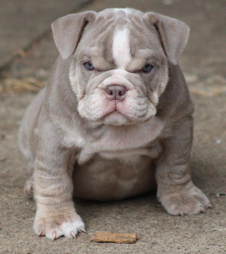 English Bulldog Puppies For Sale Top Dog Information