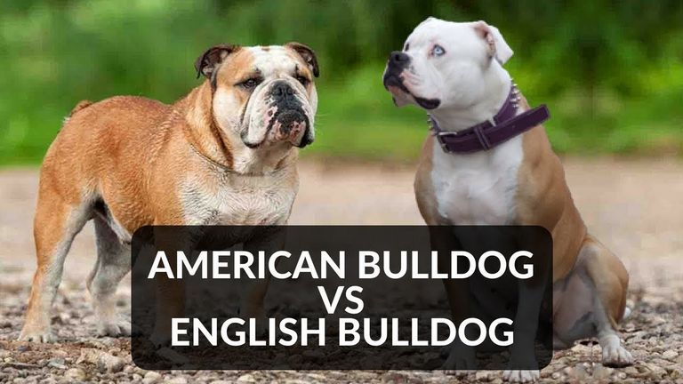 English Bulldog Vs American Bulldog
