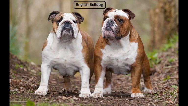 English Bulldog Vs Olde English Bulldog