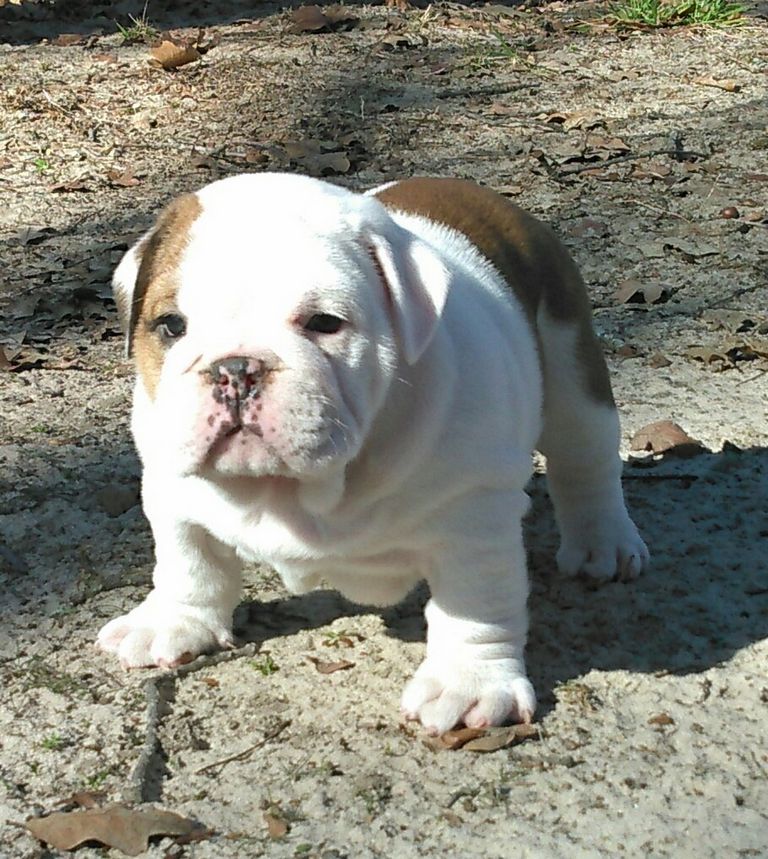 English Bulldogs For Sale In East Texas Top Dog Information