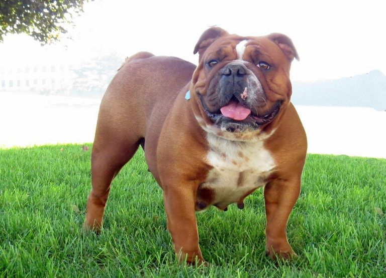 English Bulldogs For Sale In Pa Cheap Top Dog Information