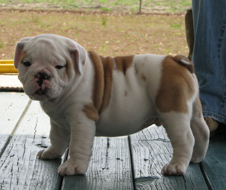 English Bulldogs For Sale In Texas Cheap | Top Dog Information