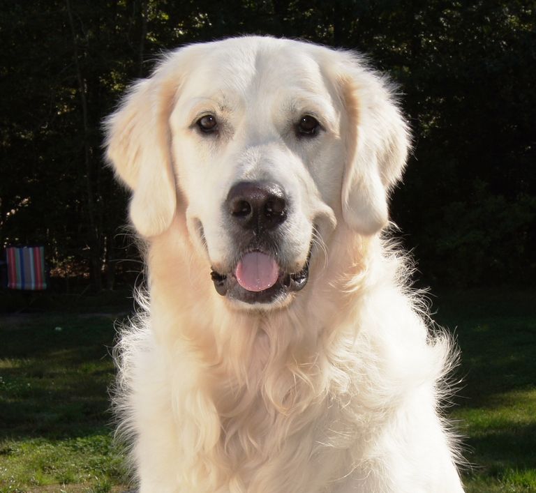 English Cream Golden Retriever Rescue Top Dog Information