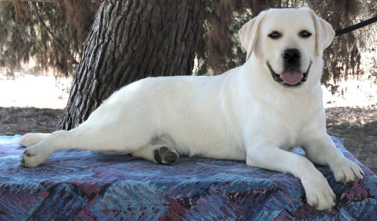 English Lab Puppies For Sale In Nh