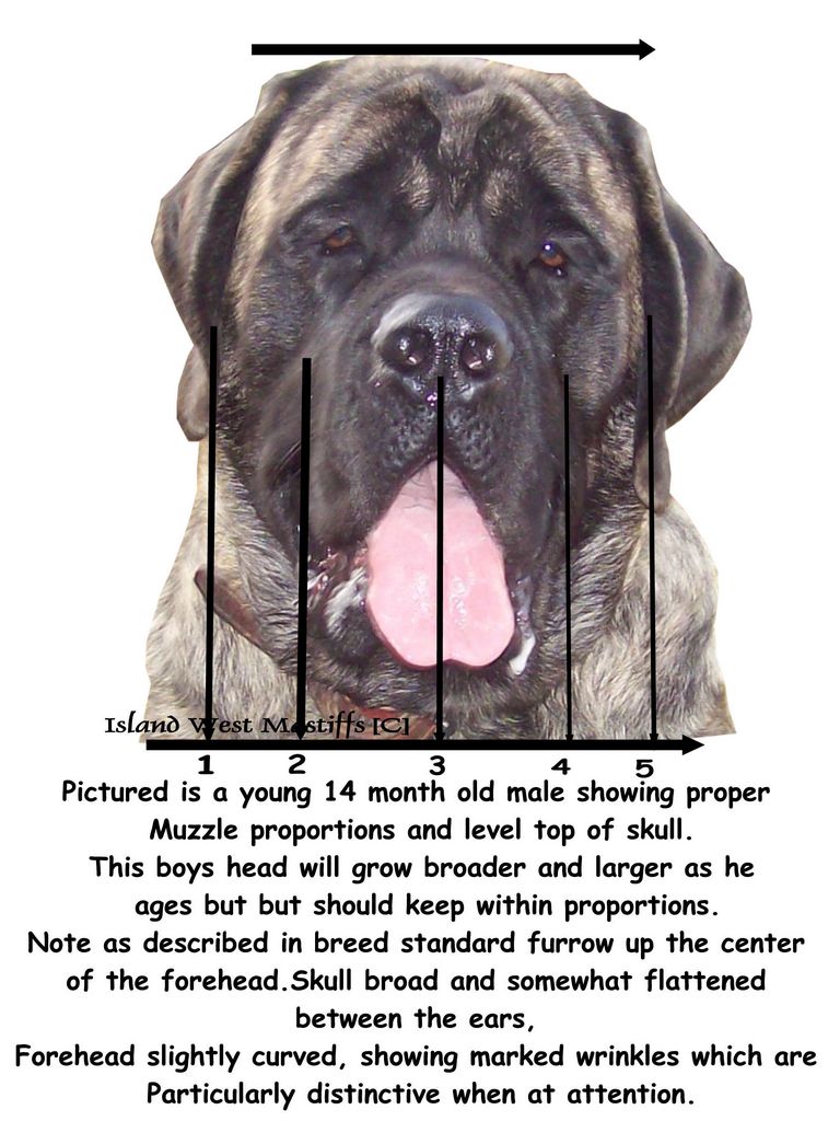 English Mastiff Growth Chart Pictures