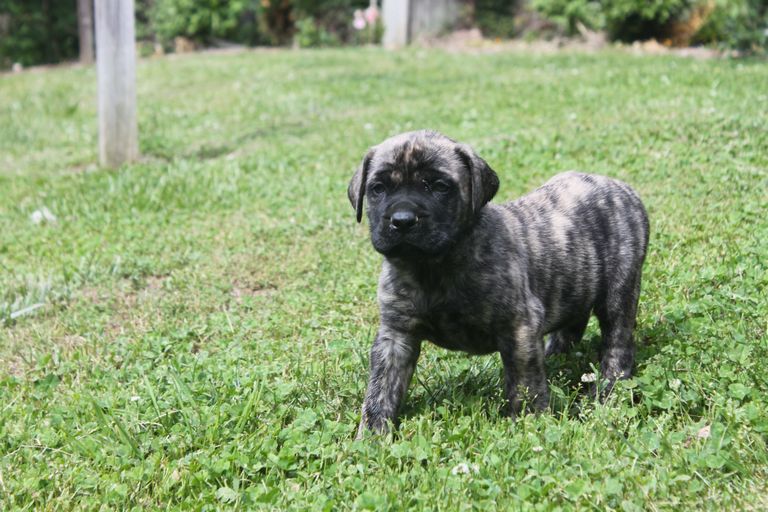 English Mastiff Puppies For Sale In Pa