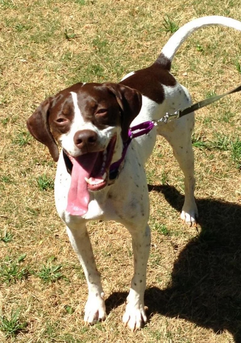 English Pointer Puppies For Sale In Georgia