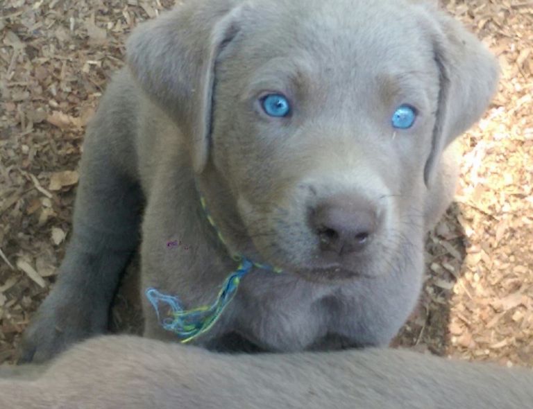 English Silver Labs For Sale